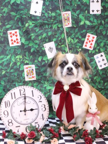 20250422マフィンちゃん